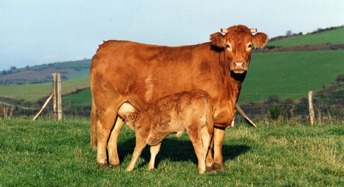 Vache Limousine